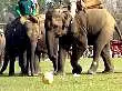 Chitwan Elephant Festival