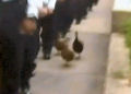 Marching Ducks