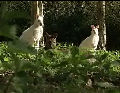 Lawn mowing wallabies