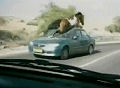 Horse Tramples Car