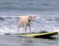 Surfing Goat