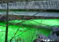 River turned green