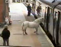 Man tries to take pony on train