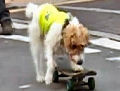 Skateboarding dog