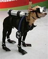 Doggie Diver