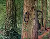 Bicycle in Tree