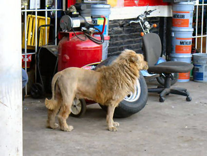 Imitation Lion Pic 1