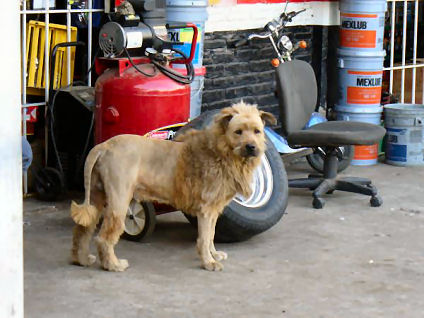 Imitation Lion Pic 2