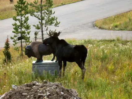 Buffalo sniffed