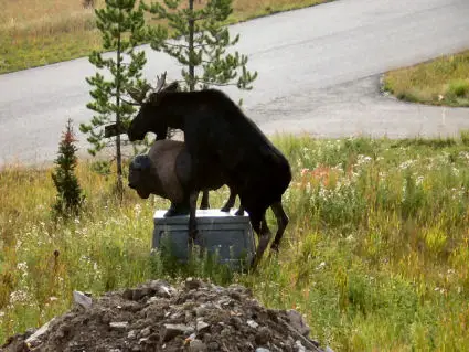 Buffalo mounted