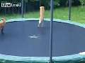 Foxes Jumping on a Trampoline