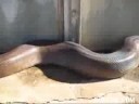 Very Big Snake