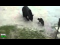 Cat vs Bear