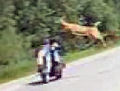 Deer jumps over biker