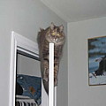 cat on door