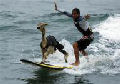 Surfing alpaca