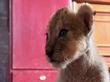 Lion cubs reared in home