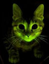 Green glowing cat