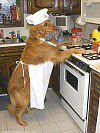 Dog Chef