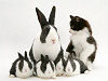 Bunny Imposter