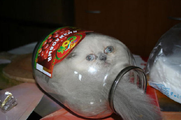 Cat in a Jar