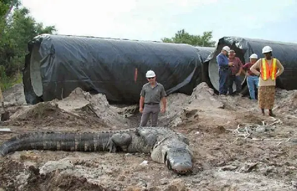 Gator in culvert