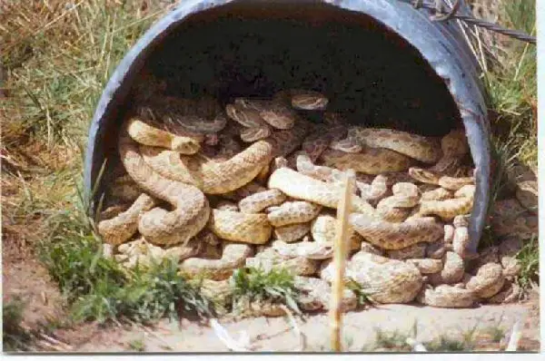 Snakes in culvert