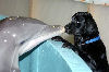 Dog meets dolphin