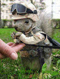 Commando Squirrel