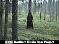 Bear Pole Dance